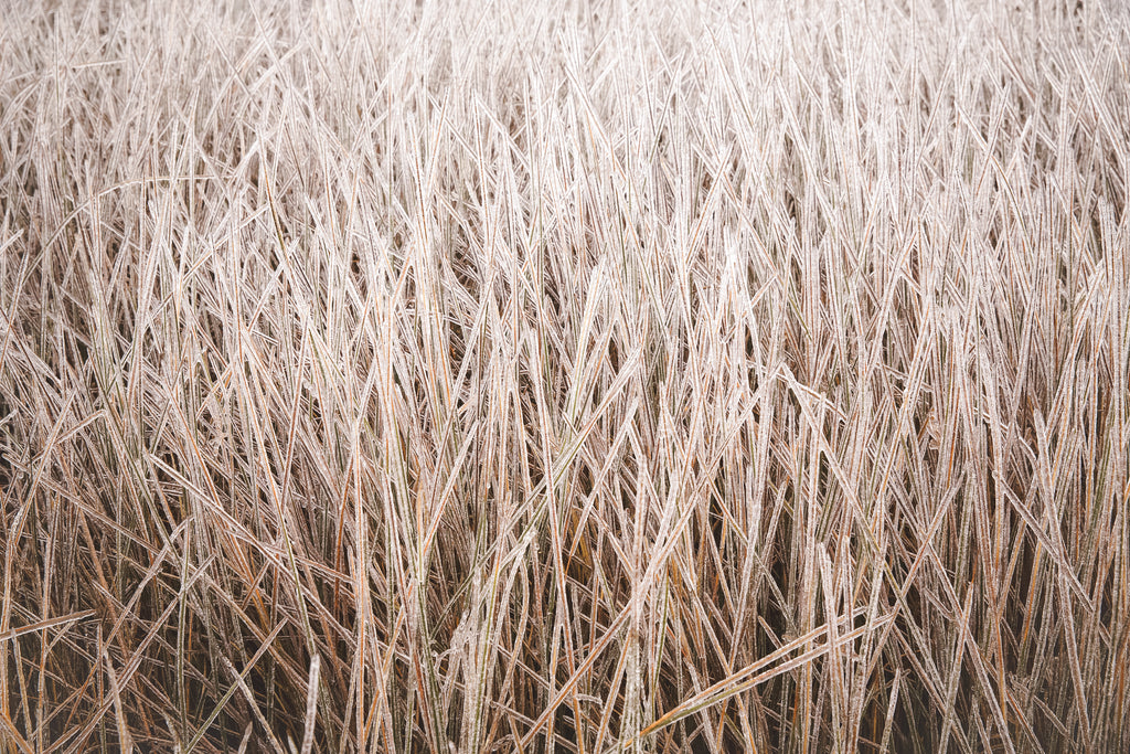 Frozen Needle Grass