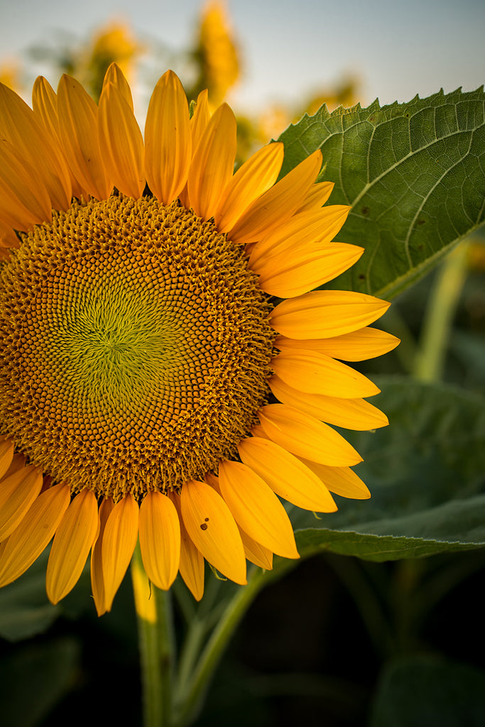 Sunflower, Profile