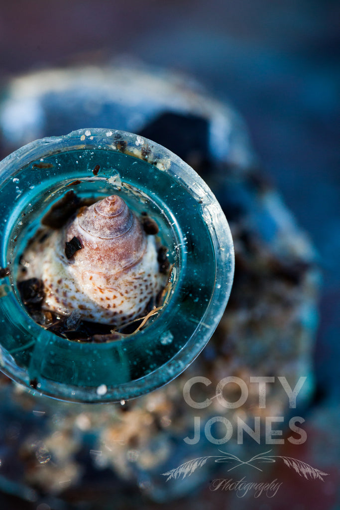 Periwinkle, Hoopers Island MD