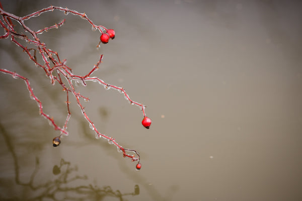 Frozen Berries