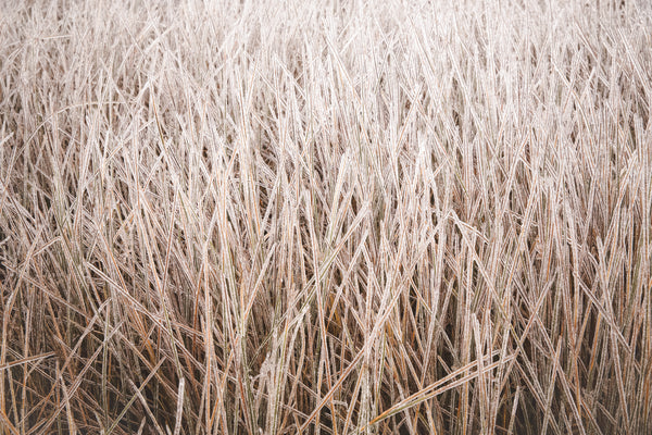 Frozen Needle Grass