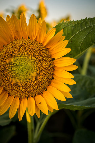 Sunflower, Profile