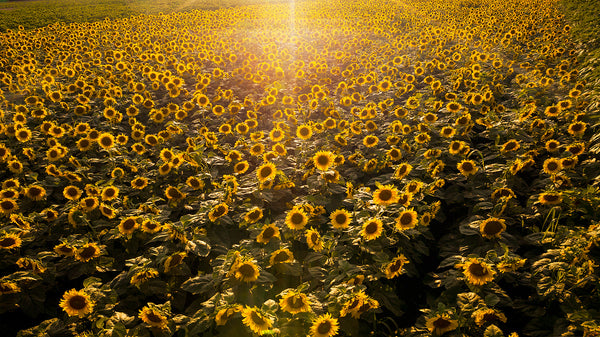 Sunflower Field