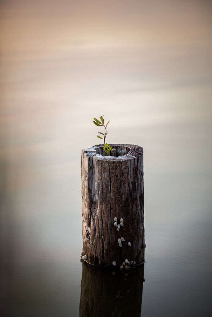 Growth