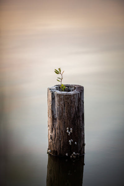 Growth